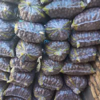 باسلام گردوبصورت عمده بفروش میرسدفقط تماس