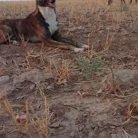 سگ گله