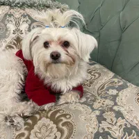 سگ شیتزو|سگ|رباط‌کریم, رباط‌کریم|دیوار