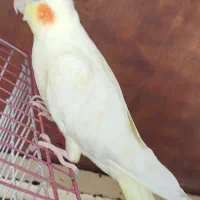 عروس هلندی