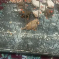 فنچ|پرنده|گرگان, |دیوار