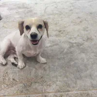 یک عدد شیتزو اشپیتز|سگ|تهران, تهرانپارس جنوبی|دیوار