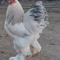 تخم مرغ خروس جوجه برهما لاری از نسل وارداتی اصیل|حیوانات مزرعه|رباط‌کریم, شترخوار|دیوار