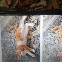 گربه حمایتی