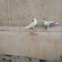 یک جفت کبوتر