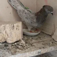 کبوتر