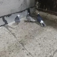 کبوتر|پرنده|زنجان, |دیوار