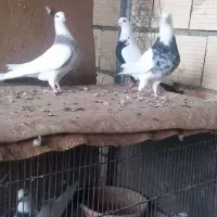 با سلام کبوتر طوقی فولادی و کاغتی و دوم سیاه
