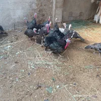 مرغ بقلمون درشادکان|حیوانات مزرعه|اهواز, اهواز|دیوار
