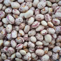 لوبیا چیتی