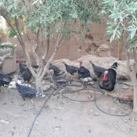 فروش بوقلمون برنز تخم گذار|حیوانات مزرعه|زرند, |دیوار