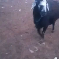 قوچ  نمونه