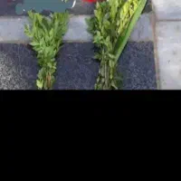 فروش قبر ۳ متری در دارالرحمه