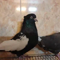 ی جفت سینه سیاه و قهوه ای|پرنده|صدرا-فارس, فاز ۲|دیوار