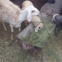 ۳عدد.میش.دورگ.جوان