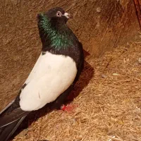 کبوتر|پرنده|یامچی, |دیوار