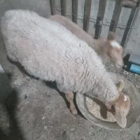 فروش گوسفند بابره نر