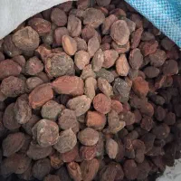 زردآلو شهرستان هسته شیرین برای امساله