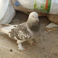 گوگ ماده|پرنده|بهبهان, |دیوار