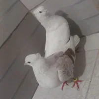 کبوتر کم خال نواتی