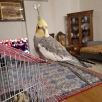 عروس هلندی