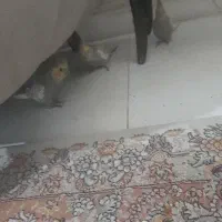 ۴ تا جوجه عروس هلندی
