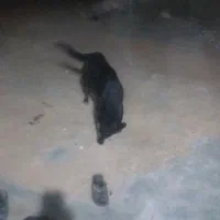 سگ نگهبان|سگ|لردگان, |دیوار
