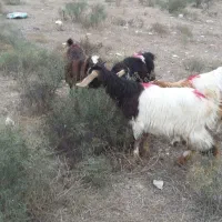 پارس اباد|حیوانات مزرعه|پارس‌آباد, |دیوار