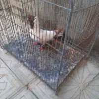 کفتر پرستو نر