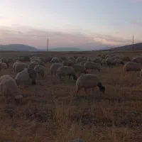 گلیار چوپان همراه خانواده