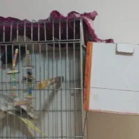 عروس هلندی ماده|پرنده|کرج, حسن آباد|دیوار