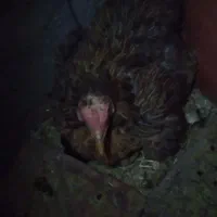 مرغ محلی با پنج تا جوجه