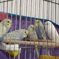 مرغ عشق|پرنده|شادگان, |دیوار