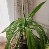 گل اشک ملکه و سانسوریا