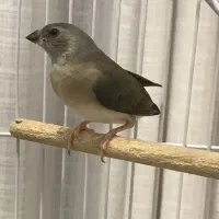 جوجه فنچ گلدین سبز