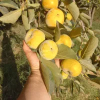 خرمالوفروشی