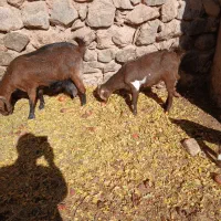 بز وکره|حیوانات مزرعه|تفت, |دیوار