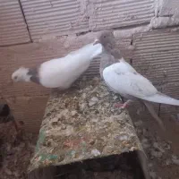 سینه و طوقی|پرنده|عطاملک, |دیوار