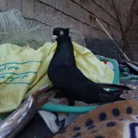 آبادانی اصیل|پرنده|قشم, |دیوار