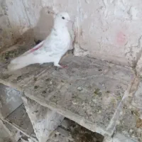 کفتر طوقی|پرنده|اردبیل, |دیوار