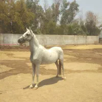 مادیون گیشنیز