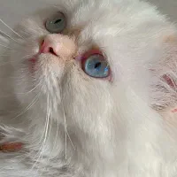 فروش گربه پرشین ردپوینت