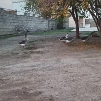 غازمحلی|حیوانات مزرعه|آق قلا, |دیوار