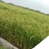 زمین-کشاورزی-بیجار