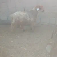 یک راس کوه تخمی|حیوانات مزرعه|اندیکا, |دیوار