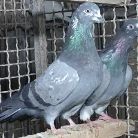 کبوتر پرشی اس