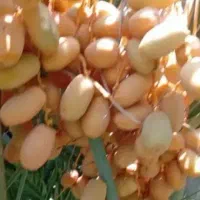 جهرم|حراج|جهرم, |دیوار