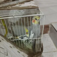عروس هلندی سخنگو  و بازیگوش