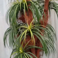 گل مصنوعی|گل مصنوعی|مشهد, آزادشهر|دیوار