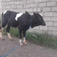 سه تاورزاکوله خوشکل خوش رنگ